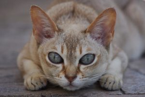 Сингапура: кошка, занесенная в Книгу Рекордов Гиннеса за миниатурные размеры