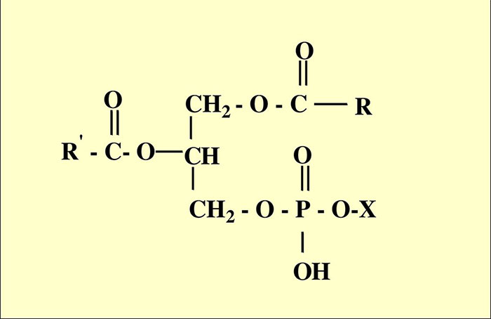 Фосфолипиды - общая структурна формула одного из действующих веществ препарата Фосфоглив