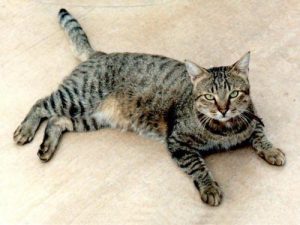 Европейские короткошерстные кошки: советы по уходу за классическим питомцем