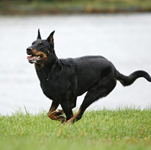 Уверенная и независимая порода собак Босерон (Бриар, Французская овчарка): описание и характер