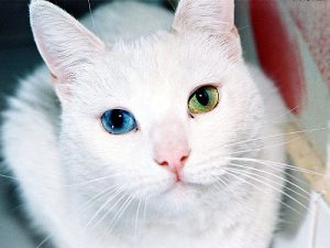 Все о белых котах альбиносах животных с генетическим сбоем