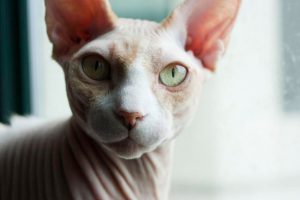 Особенности по уходу и содержанию породы кошек донской сфинкс, отзывы владельцев