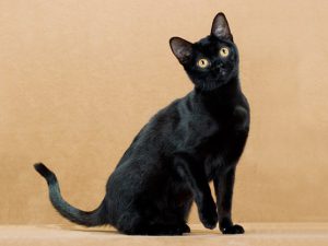 Грациозные бомбейские кошки: происхождение, черты характера