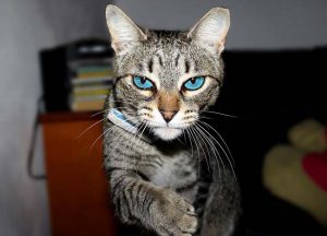 Очаровательные кошки с васильковыми глазами охос азулес: особенности породы