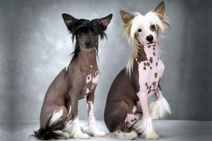 Маленькая и кокетливая китайская хохлатая собака: рекомендации по уходу, продолжительность жизни