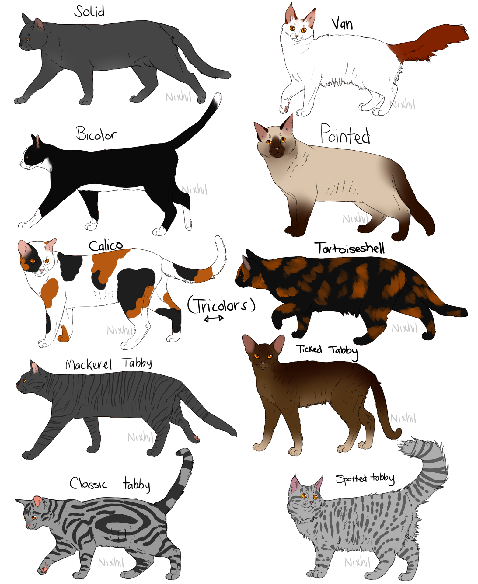 Обзор редких и распространенных окрасов кошек и особенности ухода за шерстью