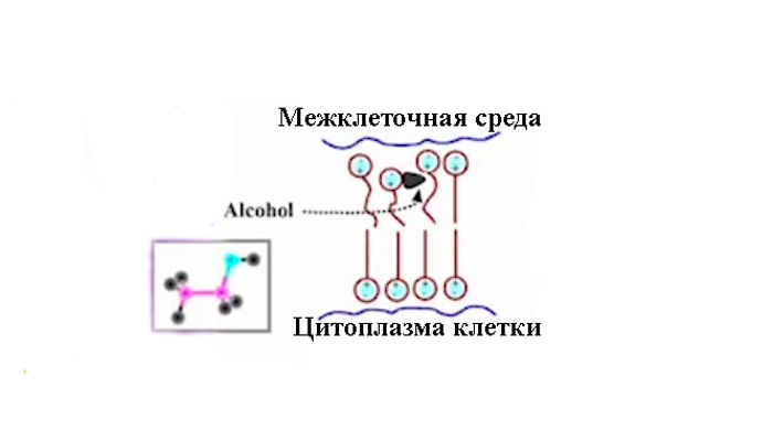 Схема влияния алкоголя на мозг человека