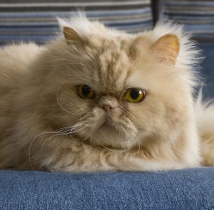 Упрямые и добродушные иследователи Персидские кошки: сколько живут в домашних условиях?