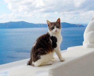 Знакомимся со старейшей породой: эгейский кот с греческими корнями