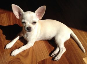 Все о породе маленьких собачек чихуахуа: достоинства и недостатки