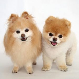 Сравнение двух самых пушистых собак Немецкий и Померанский шпиц: чем отличаются породы?