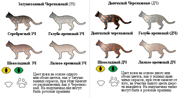 Обзор редких и распространенных окрасов кошек и особенности ухода за шерстью