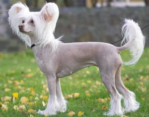 Маленькая и кокетливая китайская хохлатая собака: рекомендации по уходу, продолжительность жизни
