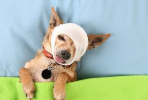Болезни собак чихуахуа: симптомы и лечение