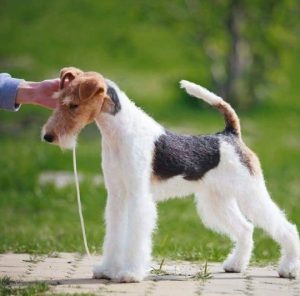 Бесстрашный и преданный защитник Фокстерьер: описание породы и фото собак