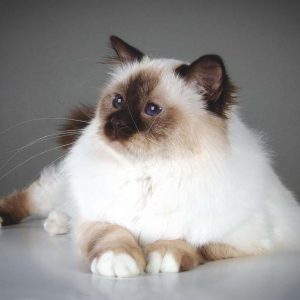 Милый и пушистый голубоглазый питомец Бирманский кот: отзывы владельцев, описание породы