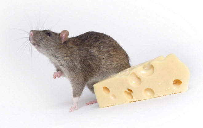 мышь и сыр