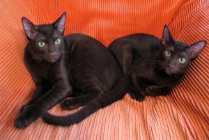 Зеленоглазая кошка гавана: особенности характера огненной красавицы