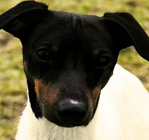 Обзор разновидностей породы Терьер: описание средних и маленьких типов собак