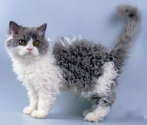 Лаперм: история происхождения кота с кучерявой шерстью