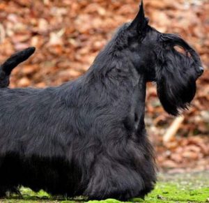 Сильная и смышленая охотничья собака Скотч Терьер: описание породы, характер