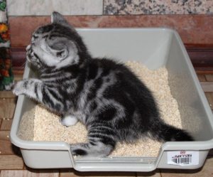 Милые и преданные Шотландские вислоухие котята: уход и питание, характер породы
