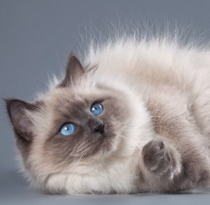 Приспособленные к любым условиям кошки Сибирский колор пойнт: описание и история породы