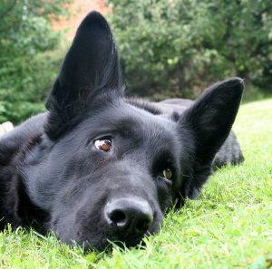 Подробный обзор всех известных пород черных овчарок: описание и характер собак