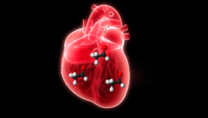 Алкогольные токсины в сердце человека