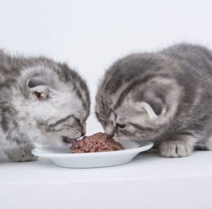 Милые и преданные Шотландские вислоухие котята: уход и питание, характер породы
