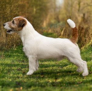 Активные и жизнерадостные собаки Джек Рассел терьер Брокен: описание и характер породы