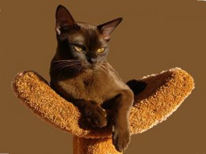 Изящная азиатская бурманская кошка (бурма): происхождение и характер