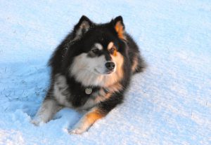 Северная порода финский лаппхунд: содержание рабочей и задорной собаки