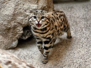 Экзотическая бенгальская кошка с леопардовой расцветкой: внешний вид и характер