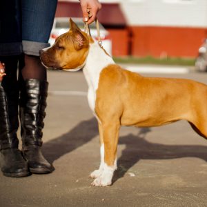 Невероятно сильная и ласковая порода собак Стаффордширский Терьер: характер и воспитание