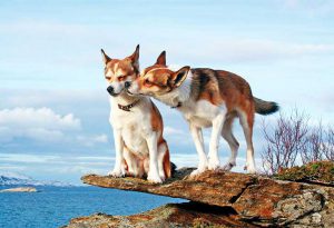 Знакомимся с собакой с Севера: охотник норвежский лундехунд