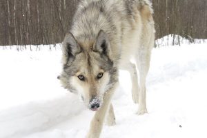 Лайка, скрещенная с волком: существует ли такая порода как отдельная?