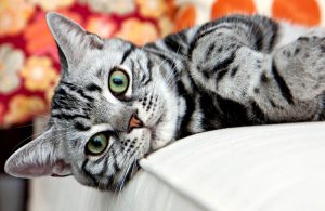Отличительные особенности американской короткошерстной кошки