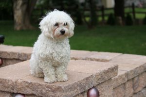 Собачка с завитушками бишон фризе: описание породы, преимущества и недостатки