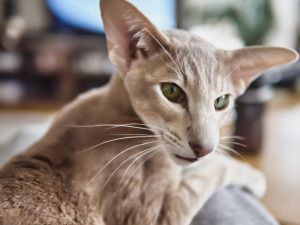 Ориентальная кошка: советы по уходу за утонченной красавицей с Востока
