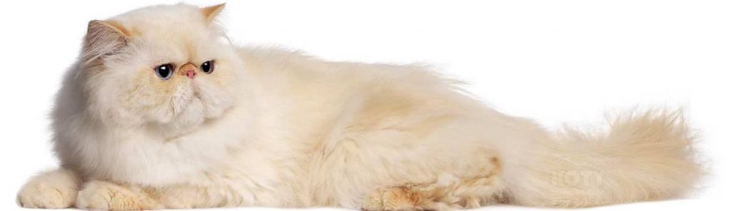 Самая пушистая и хмурая порода кошек Персидская: сколько они живут в домашних условиях, описание