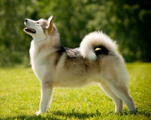 Собака западно-европейская лайка: идеальный и выносливый охотник