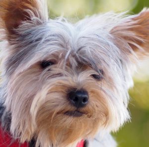 Энергичный и красивый коротыш Йоркширский терьер мини: уход и содержание собаки
