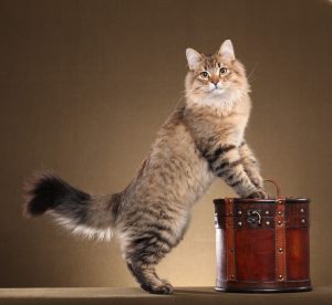 Представляем одну из самых пушистых пород котов Сибирский: характеристика и правила содержания