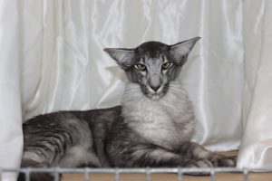 Длинноухие яванские коты (яванез): что надо знать, чтобы подружиться с питомцем