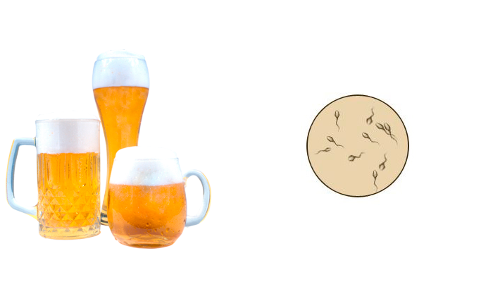 Влияние пива на подвижность сперматозоидов