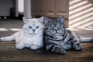 Разновидности окрасов кошек британской породы