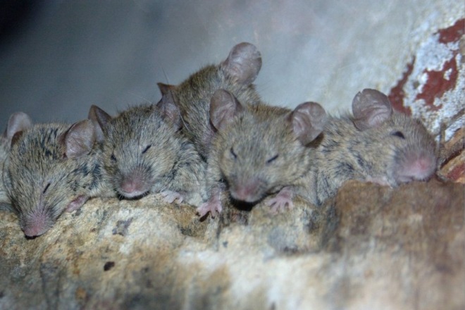 мыши спят