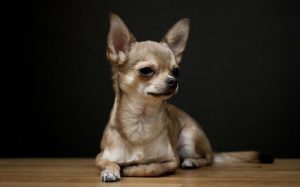 Средняя продолжительность жизни собак чихуахуа в домашних условиях