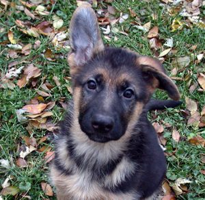 Все о породе собак Немецкая овчарка: когда у нее встают уши и во сколько месяцев их поставить?